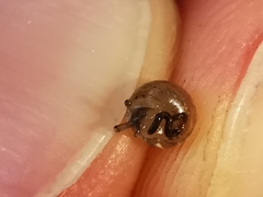 Cochlicella