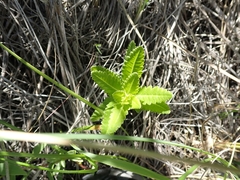 Pedicularis lanceolata