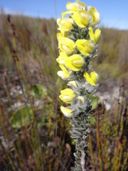 Aspalathus caledonensis