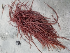 Gracilariaceae