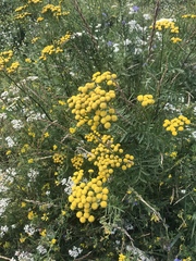 Tanacetum vulgare