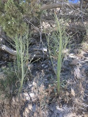 Caulanthus crassicaulis