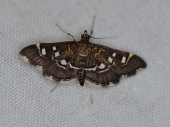 Diathrausta harlequinalis