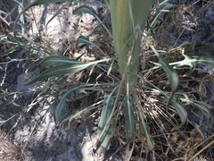 Caulanthus crassicaulis