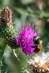 Bombus rufocinctus