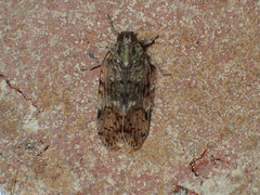 Melanoliarus placitus