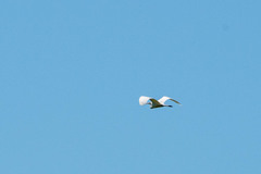 Ardea alba