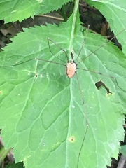 Leiobunum nigropalpi