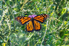 Danaus plexippus
