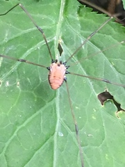 Leiobunum nigropalpi