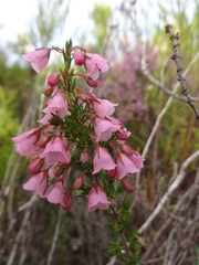 Erica elimensis