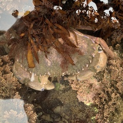 Romaleon antennarium image