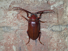 Prionus pocularis