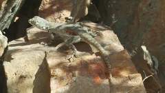 Microlophus tigris