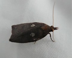 Planotortrix excessana