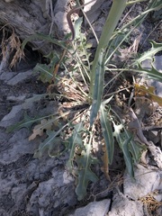 Caulanthus crassicaulis