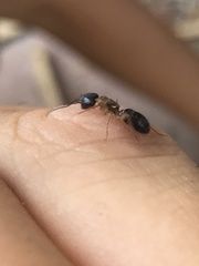 Camponotus vicinus