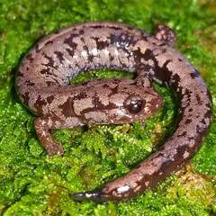 Plethodon welleri