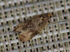 Olethreutes inornatana