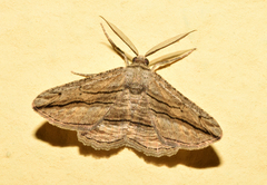 Menophra harterti