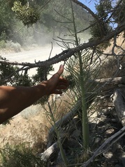 Caulanthus crassicaulis