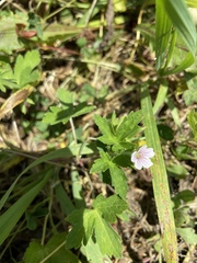 Geranium sibiricum