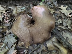 Sarcodon quercinofibulatus