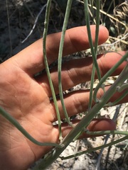 Caulanthus crassicaulis