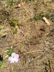 Leptosiphon grandiflorus