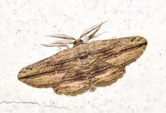 Menophra harterti