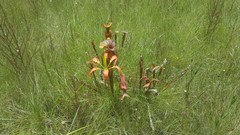 Lilium catesbaei image
