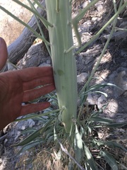 Caulanthus crassicaulis