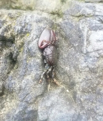Petrolisthes