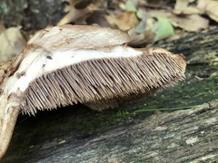 Sarcodon quercinofibulatus