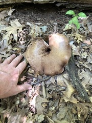 Sarcodon quercinofibulatus