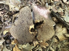 Sarcodon quercinofibulatus