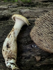 Sarcodon quercinofibulatus