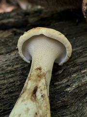 Sarcodon quercinofibulatus