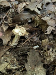 Sarcodon quercinofibulatus