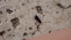 Microlestes