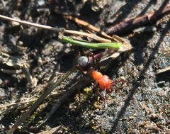 Formica obscuripes