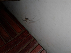 Pholcidae
