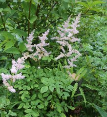 Astilbe formosa