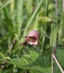 Codonopsis ussuriensis