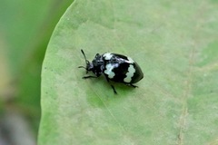 Barytopus lunulatus