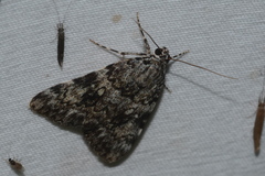 Catocala lineella