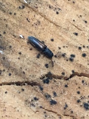 Isorhipis obliqua