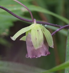 Codonopsis ussuriensis
