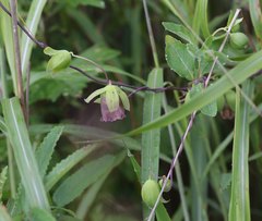 Codonopsis ussuriensis