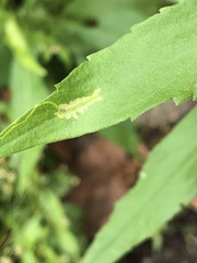 Calycomyza promissa
